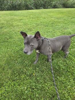 Genuine -  Mixed Breed Dog for Adoption in Vaudreuil-dorion, Quebec - Genuine | PetCurious