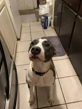 Rescue Pit Bull Terrier Dogs for Adoption in Albemarle, North Carolina - Buster | PetCurious