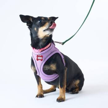 Pink Lady 14157 -  Miniature Pinscher Dog for Adoption in San Francisco, California - Pink Lady 14157 | PetCurious