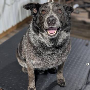 Bojangle -  Cattle Dog Dog for Adoption in Alma, Michigan - Bojangle | PetCurious