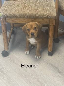 Eleanor -  Coonhound Dog for Adoption in Ulster, Pennsylvania - Eleanor | PetCurious