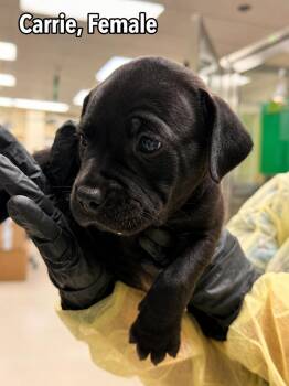 Carrie (Bishopville Sisters) -  Pit Bull Terrier and Labrador Retriever Dog for Adoption in Carmel Hamlet, New York - Carrie (Bishopville Sisters) | PetCurious