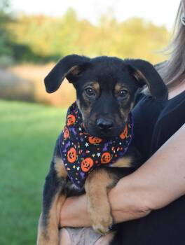 Patrick (Male) -  Shepherd and Husky Dog for Adoption in West Grove, Pennsylvania - Patrick (Male) | PetCurious