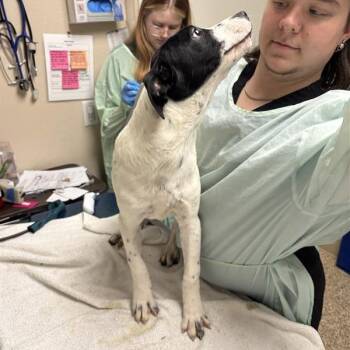 Olaf -  Australian Cattle Dog Blue Heeler Dog for Adoption in Tempe, Arizona - Olaf | PetCurious
