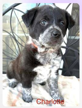 Great Pyrenees and Australian Cattle Dog Blue Heeler Dogs Available for Adoption - Charlotte | PetCurious