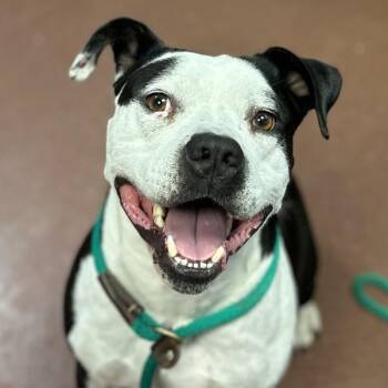 Lucky -  Pit Bull Terrier Dog for Adoption in Oakland, California - Lucky | PetCurious