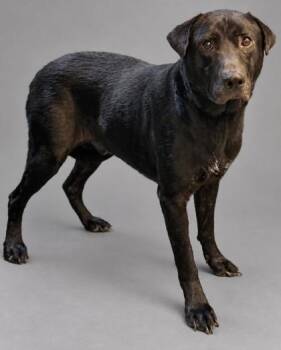 Banjo -  Labrador Retriever and Mixed Breed Dog for Adoption in Bowling Green, Kentucky - Banjo | PetCurious