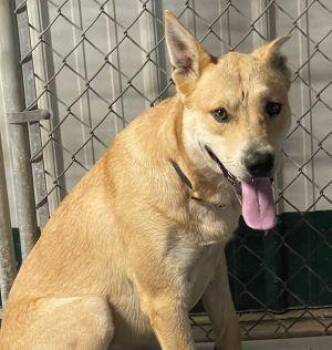 Rescue Shepherd Dogs for Adoption in Newburg, Missouri - Bullet | PetCurious