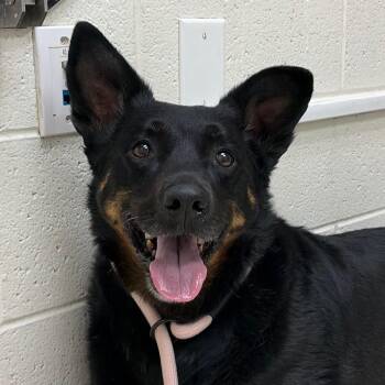 Rottweiler and Australian Shepherd Dogs Available for Adoption in Murray, Utah - Nova | PetCurious