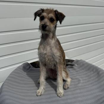 Winnie -  Terrier and Mixed Breed Dog for Adoption in Newberg, Oregon - Winnie | PetCurious
