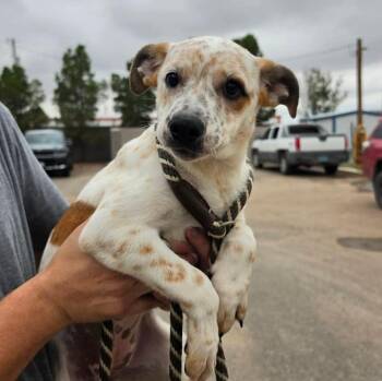 Pish -  Australian Cattle Dog Blue Heeler Dog for Adoption in Sedalia, Colorado - Pish | PetCurious