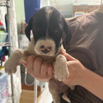 Poodle and Pointer Dogs Available for Adoption - Elaine Benes | PetCurious