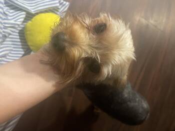 Enzo -  Yorkshire Terrier Dog for Adoption - Enzo | PetCurious