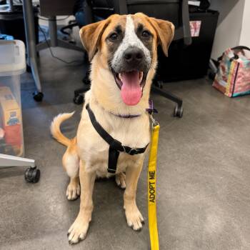 Liza Minnelli -  Mixed Breed Dog for Adoption in Hopkinton, Massachusetts - Liza Minnelli | PetCurious