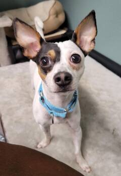 Ivan -  Rat Terrier and Chihuahua Dog for Adoption in Lisbon, Ohio - Ivan | PetCurious