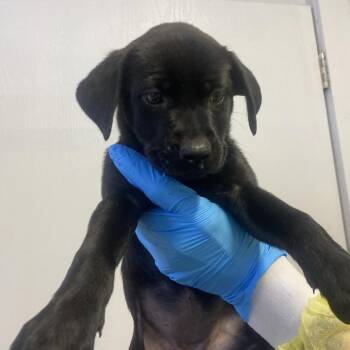 Labrador Retriever and Hound Dogs Available for Adoption in Hattiesburg, Mississippi - Halo | PetCurious