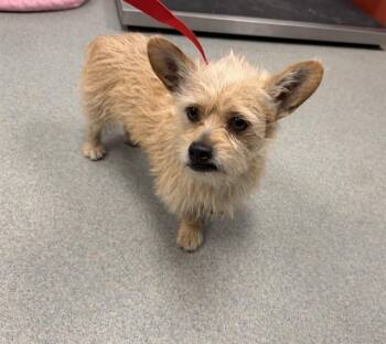Terrier Dogs Available for Adoption - TOMMY | PetCurious
