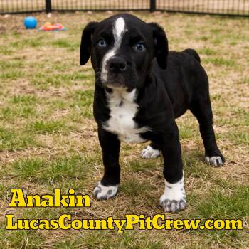 Australian Shepherd and Labrador Retriever Dogs Available for Adoption - Anakin | PetCurious