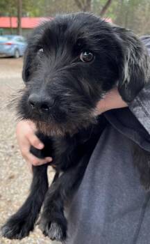 Terrier and Shepherd Dogs Available for Adoption in Thompson Falls, Montana - Monte | PetCurious