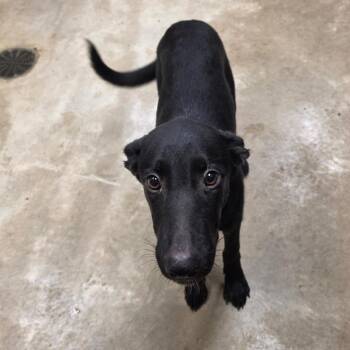 Pigeon - 082505U -  Shepherd and Mixed Breed Dog for Adoption in Tupelo, Mississippi - Pigeon - 082505U | PetCurious