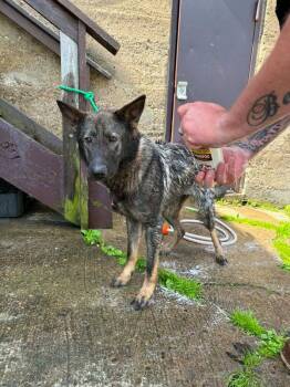 German Shepherd Dog Dogs Available for Adoption in Clairton, Pennsylvania - NOVA | PetCurious