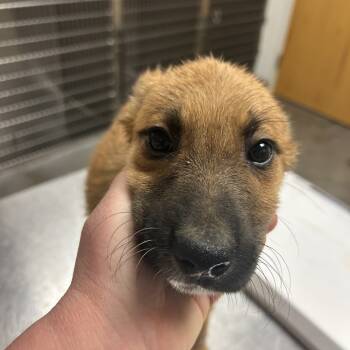 Rescue Australian Cattle Dog Blue Heeler and Great Pyrenees Dogs for Adoption in Ottawa, Kansas - Cupcake | PetCurious