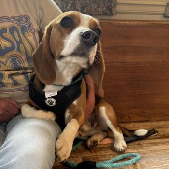 Beagle Dogs Available for Adoption in Olathe, Kansas - Elliott | PetCurious