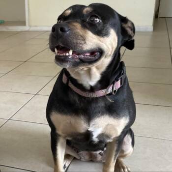 American Bulldog Dogs Available for Adoption in West Palm Beach, Florida - Sweety | PetCurious