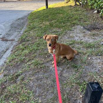 Mixed Breed Dogs Available for Adoption - Bonnie | PetCurious