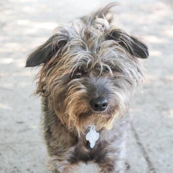 Schnauzer and Mixed Breed Dogs Available for Adoption in Richmond, California - STEVEN Bonded To LEROY BROWN | PetCurious