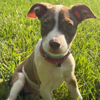 Marion -  Mixed Breed Dog for Adoption in Fredericksburg, Virginia - Marion | PetCurious