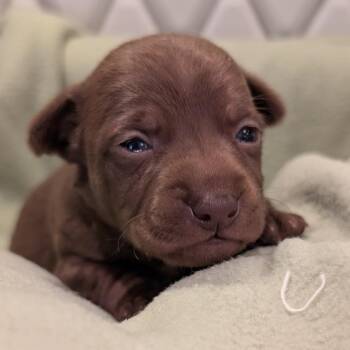 Snap -  Chihuahua Dog for Adoption in Durham, North Carolina - Snap | PetCurious