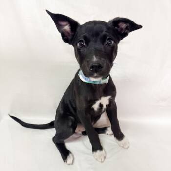 Rescue Black Labrador Retriever Dogs for Adoption in Parker, Colorado - 780 (2025) Carey | PetCurious