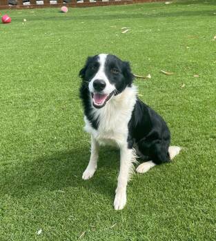 Comet -  Border Collie Dog for Adoption in Temecula, California - Comet | PetCurious