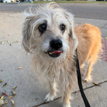Rescue Terrier Dogs for Adoption in Parker, Colorado - 812 (2025) Heather | PetCurious