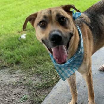 DUKE -  German Shepherd Dog and Labrador Retriever Dog for Adoption in Kaufman, Texas - DUKE | PetCurious