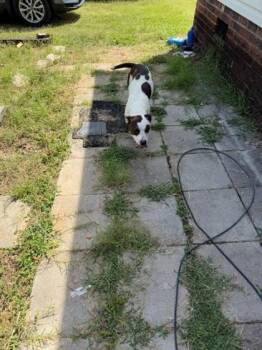 Taffy -  American Staffordshire Terrier and Mixed Breed Dog for Adoption in Gastonia, North Carolina - Taffy | PetCurious