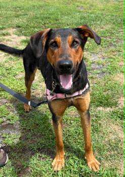 Odin -  Doberman Pinscher and Shepherd Dog for Adoption in Elizabethtown, New York - Odin | PetCurious