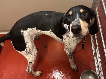 Rescue Bluetick Coonhound Dogs for Adoption in Mason City, Iowa - Duke | PetCurious