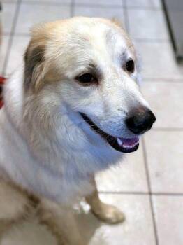 Golar Bear -  Great Pyrenees Dog for Adoption in Bedford Hills, New York - Golar Bear | PetCurious