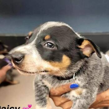 Daisy -  Australian Cattle Dog Blue Heeler Dog for Adoption in Richmond, Virginia - Daisy | PetCurious