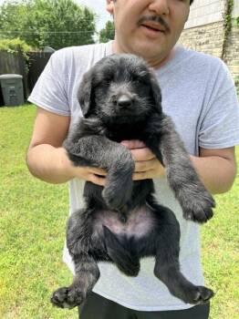 Mixed Breed Dogs Available for Adoption in Dallas, Texas - FRANKLIN | PetCurious