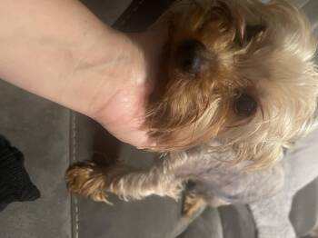 Chewy -  Yorkshire Terrier Dog for Adoption - Chewy | PetCurious