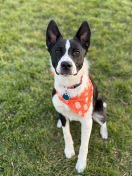 Rescue Border Collie Dogs for Adoption in Millcreek, Utah - Calvin | PetCurious
