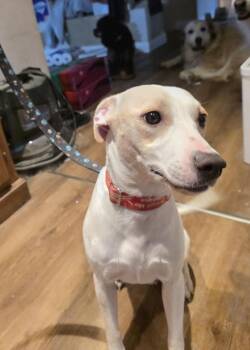 Maybe Girl -  Labrador Retriever and Beagle Dog for Adoption in Aurora, Indiana - Maybe Girl | PetCurious