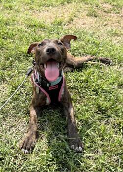 Halle -  Pit Bull Terrier Dog for Adoption in East Greenville, Pennsylvania - Halle | PetCurious