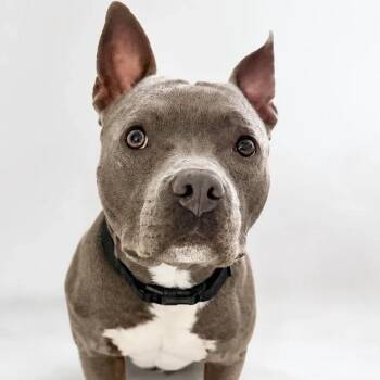 Ham -  Pit Bull Terrier and Staffordshire Bull Terrier Dog for Adoption in Scottsdale, Arizona - Ham | PetCurious