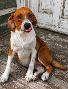 Alan -  Foxhound and English Setter Dog for Adoption in Watertown, Connecticut - Alan | PetCurious
