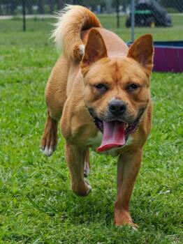 Murphy -  Mixed Breed Dog Available for Adoption in Myrtle Beach, South Carolina - Murphy | PetCurious