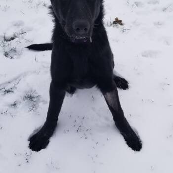 German Shepherd Dog Dogs Available for Adoption - Jet | PetCurious